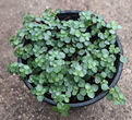 4" Pilea Glauca Mystifall